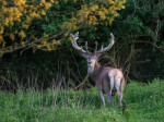 Edelherten grazen graag in de paardenwei Foto Arjan Vennema